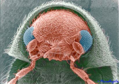 microscope image - cigar beetle