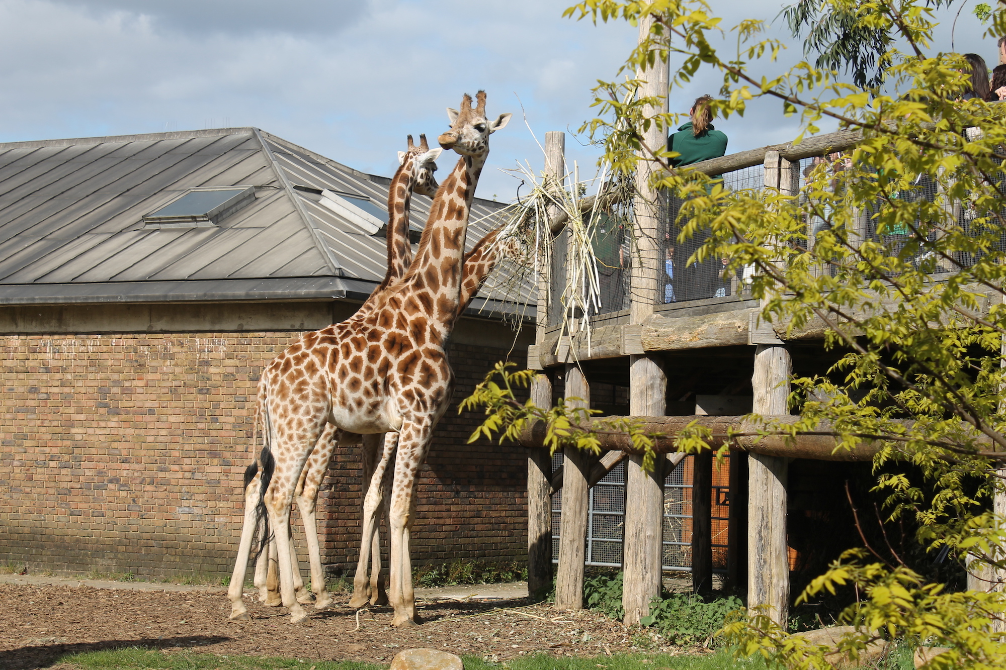 What the zoo can do for you (and animal conservation) – 